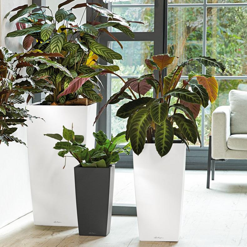 le_cubico_product_addi_01